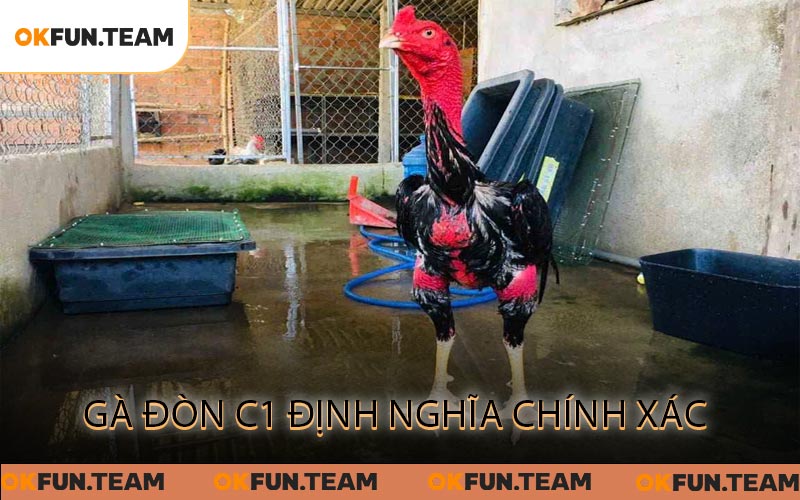 Gà Đòn C1 Định Nghĩa Chính Xác