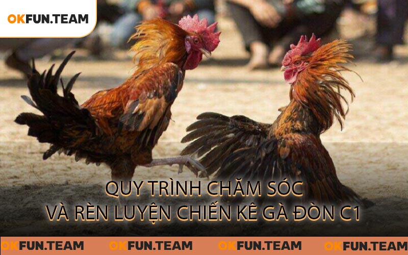 Quy Trình Chăm Sóc và Rèn Luyện Chiến Kê Gà Đòn C1
